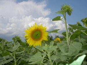 sunflowerbig06